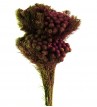 Brunia albiflora